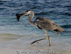 Lucky hunter. Canon 40D. by Alexander Nikolaev 